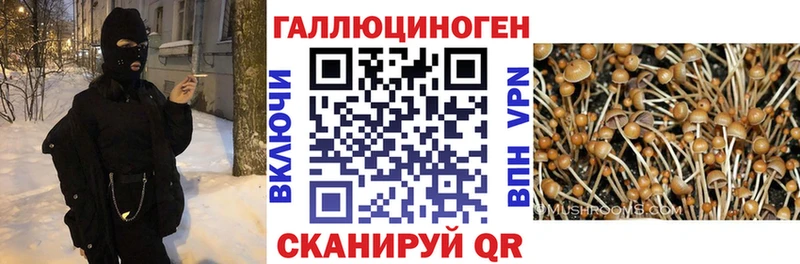 Псилоцибиновые грибы мицелий  kraken рабочий сайт  Алдан 